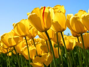 Tulips - Kopija